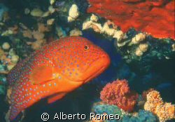 RED BLUSPOTTED GROUPER.  Nikon 801s 60 macro in Igloo Hou... by Alberto Romeo 